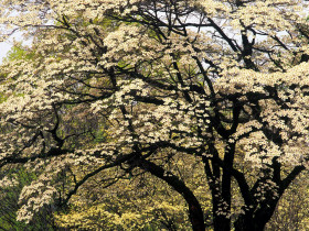 Tapeta Flowering Dogwood in Spring, Kentucky.jpg