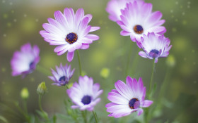 Tapeta Foto z kwiatami 51