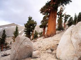 Tapeta Fox-tail Pine, Eastern Sierra Nevada, California.jpg