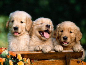 Tapeta Friends Forever, Golden Retriever Puppies.jpg
