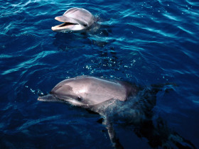 Tapeta Frolicking Dolphins, Honduras.jpg