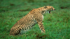 Tapeta Gepard