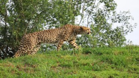 Tapeta Gepard