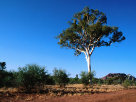 Tapeta Ghost Gum Tree, Central Australia.jpg