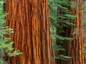 Tapeta Giant Sequoia trees, Mariposa Grove, Yosemite National Park, California.jpg