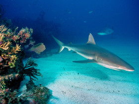 Tapeta Gray Reef Sharks.jpg