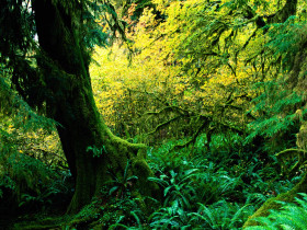 Tapeta Hoh Rainforest, Olympic National Park, Washington.jpg