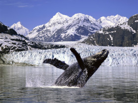 Tapeta Humpback Whale, Alaska.jpg