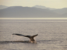 Tapeta Humpback Whale Tail, Alaska.jpg