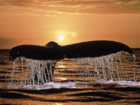 Tapeta Humpback Whale Tail.jpg
