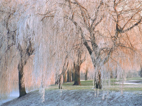 Tapeta Ice-covered Willow Trees.jpg