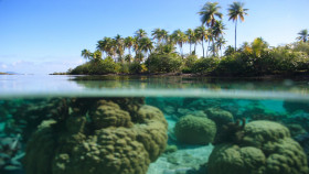 Tapeta islands palm trees underwater coral reef bora split-view