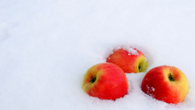 Tapeta Jabłka w śniegu
