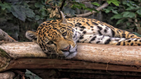 Tapeta Jaguar (1)