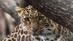 Tapeta Jaguar