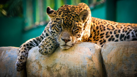 Tapeta Jaguar (3)