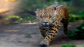 Tapeta jaguar (Copy)