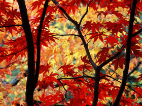 Tapeta Japanese Maple and Autumn Foliage, Portland, Oregon.jpg