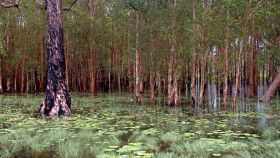 Tapeta kakadu national park