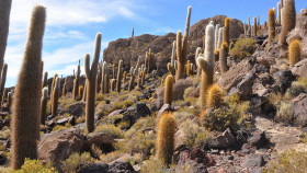 Tapeta Kaktusy wśród skał
