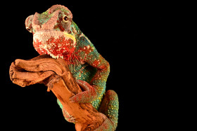 Tapeta Kameleon i jego piękne kolory