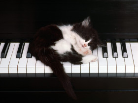 Tapeta kociaczek ktory spi na pianinie