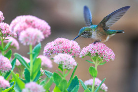 Tapeta Koliber spija nektar z kwiatka