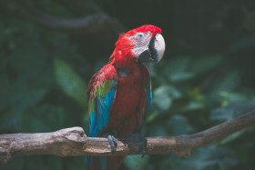 Tapeta Kolorowa papuga