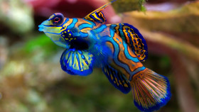 Tapeta Kolorowa rybka