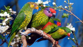 Tapeta Kolorowe papugi