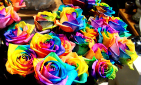 Tapeta kolorowe róże