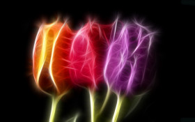 Tapeta kolorowe tulipany