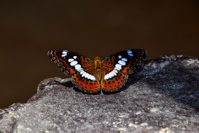 Tapeta Kolorowy motyl na kamieniu
