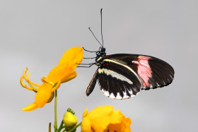 Tapeta Kolorowy motyl na kwiatku