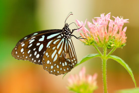 Tapeta Kolorowy motyl spija nektar z różowego kwiatka