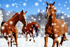 Tapeta Konie, zima i śnieg