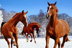 Tapeta Konie, zima i śnieg