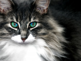 Tapeta Kot i jego niebiesko-zielone oczy
