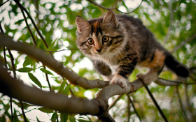 Tapeta Kot na drzewie