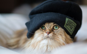 Tapeta Kot w czapce