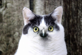 Tapeta Kot z oczami orła