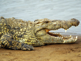 Tapeta krokodyl (7).jpg