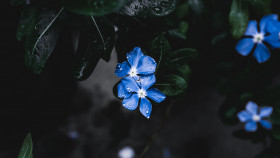 Tapeta Kwiat (1)