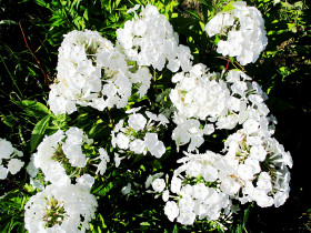 Tapeta Kwiaty - biały floks