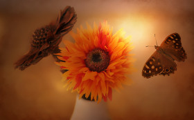Tapeta Kwiaty i motyl