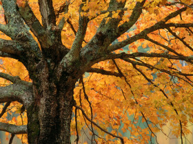 Tapeta Large Maple Tree in Autumn Bass Lake, North Carolina.jpg