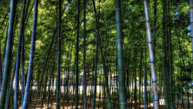 Tapeta las bambusowy