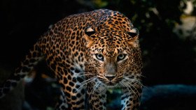 Tapeta leopard