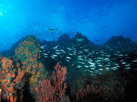 Tapeta Los Roques Reef, Venezuela.jpg