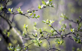 Tapeta makro foto (6).jpg